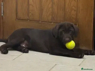 Labrador Retriever dogs Chocolate Labrador Puppies - Advert 9