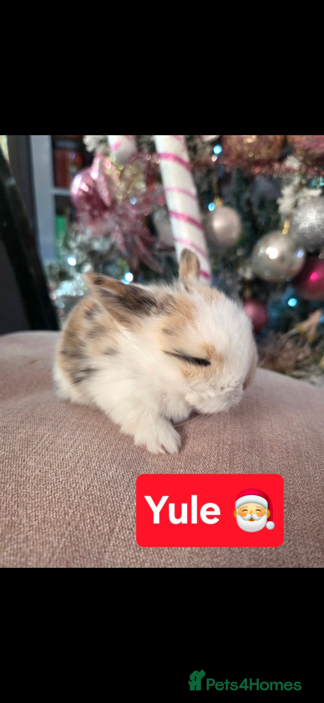 Mini Lop rabbits for sale: 🐰Beautiful baby mini lops 🐰 - Advert 11