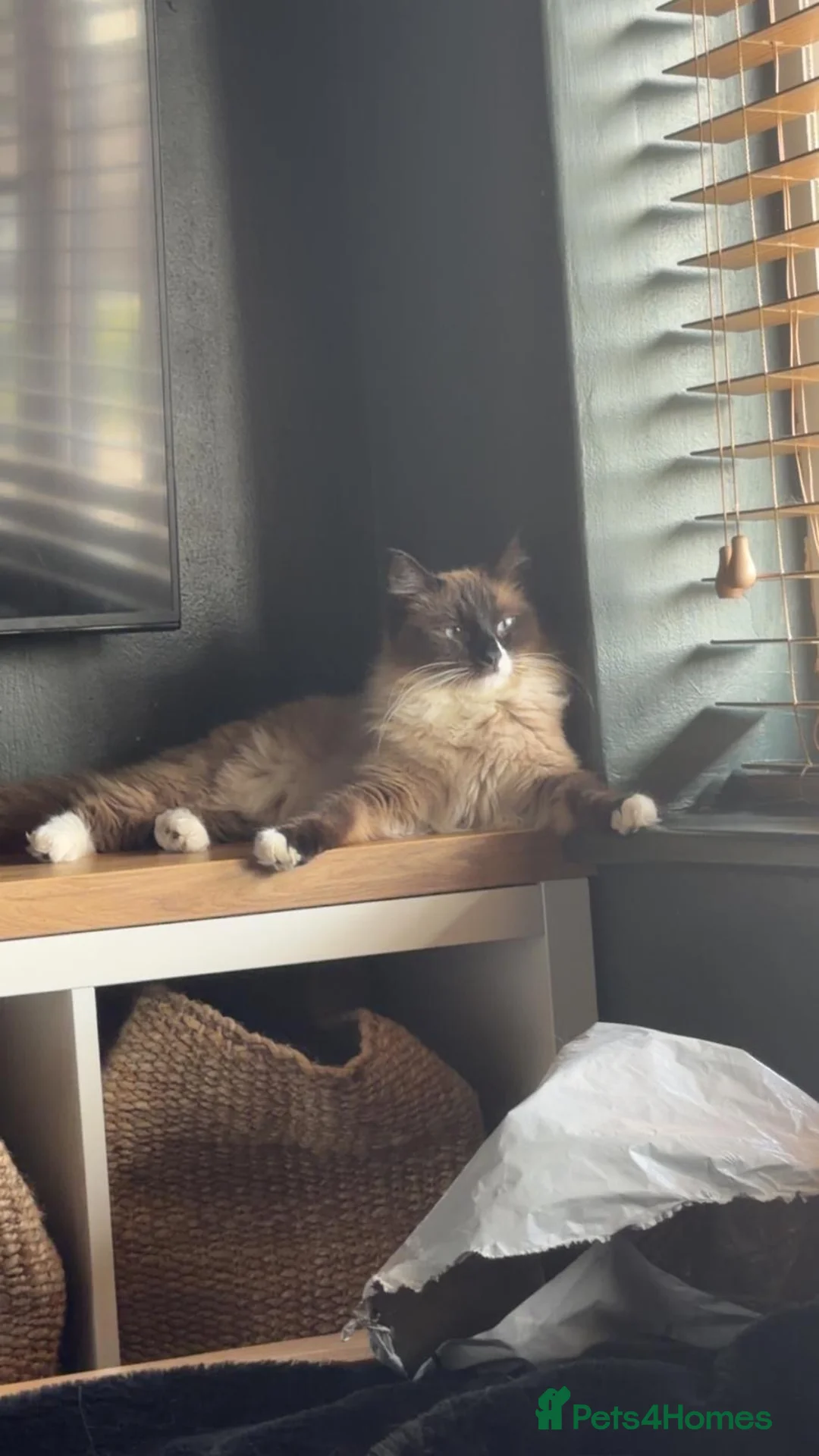 Ragdoll cats for sale: Blue Eyed Male Ragdoll Looking for a new home in Hartlepool - Advert 2