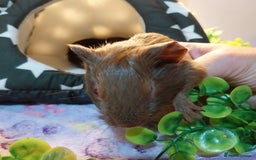 Guinea Pig rodents for sale: (Reserved) Baby Caramel Guinea Pig - Image 2