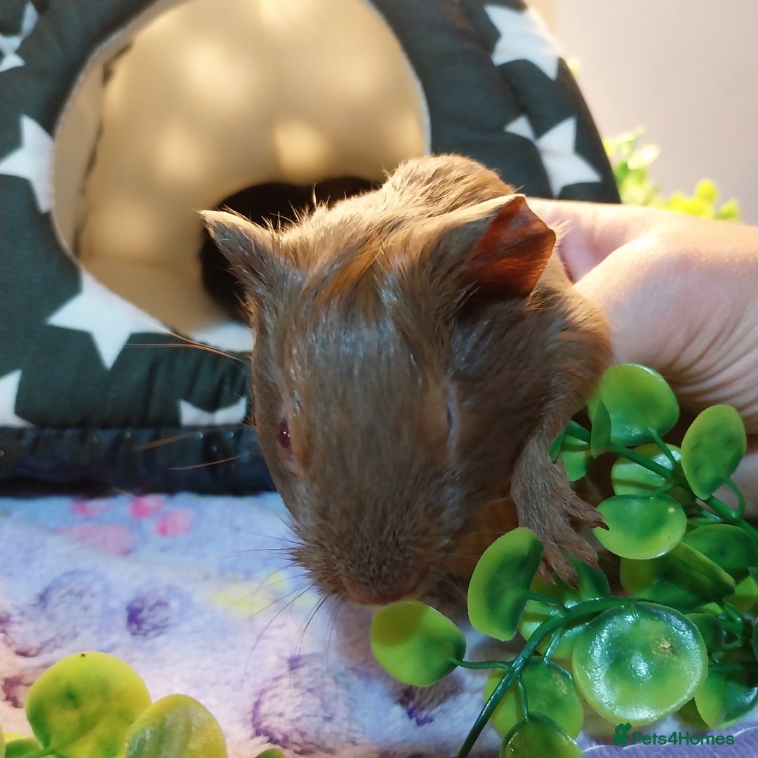 Guinea Pig rodents for sale: (Reserved) Baby Caramel Guinea Pig - Image 2
