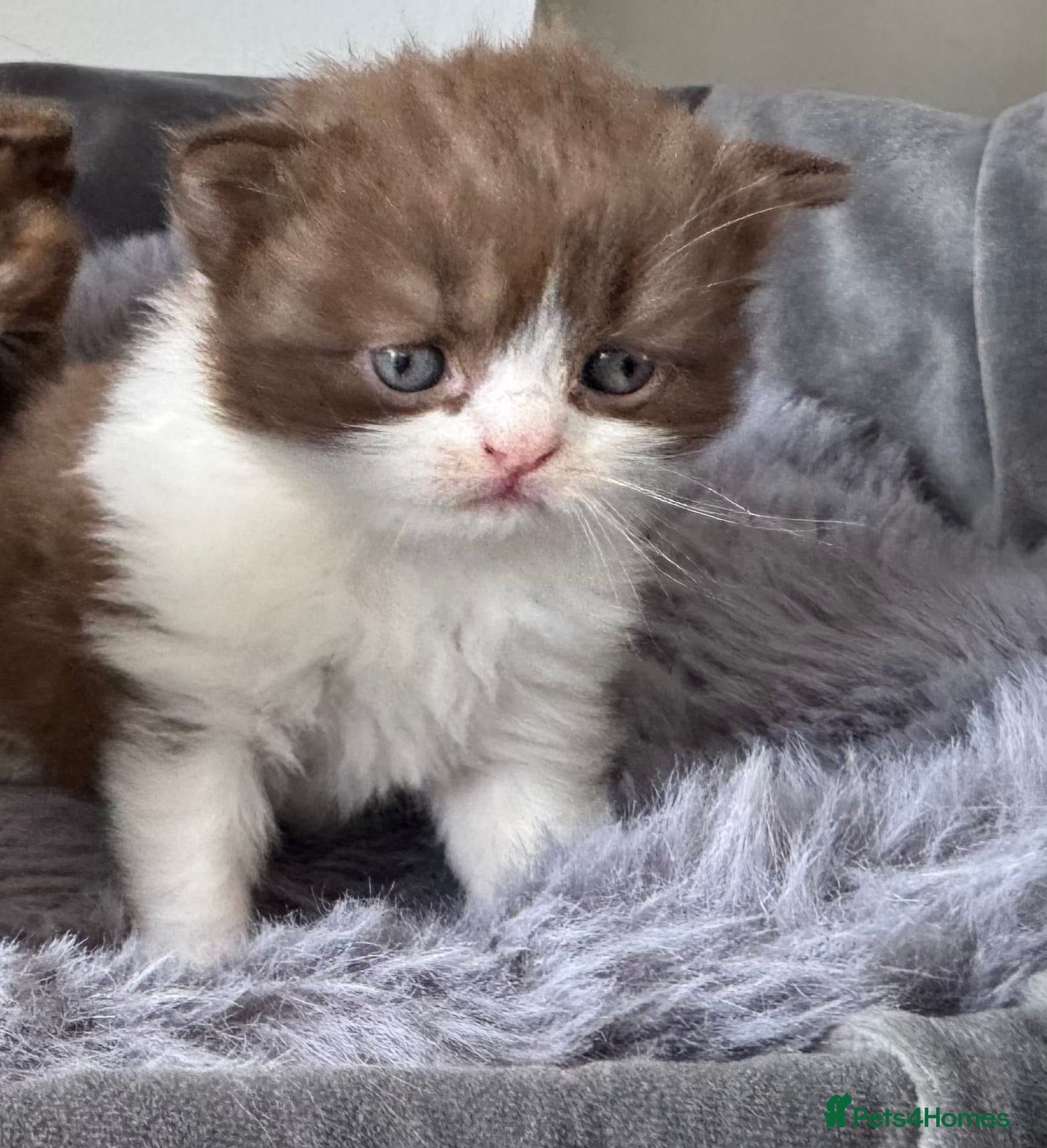 British Shorthair cats Stunning Chocolate British Shorthair Kittens  - Advert 2