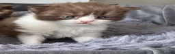 British Shorthair cats for sale: Stunning Chocolate British Shorthair Kittens  - Advert 2