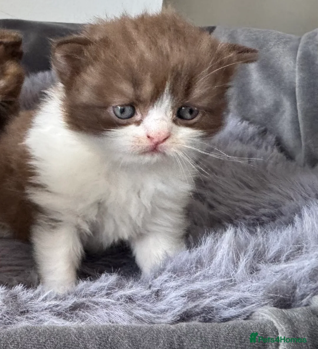 British Shorthair cats for sale: Stunning Chocolate British Shorthair Kittens  - Advert 2