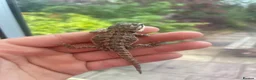 Bearded Dragon reptiles for sale: Super friendly bearded dragons - Advert 5