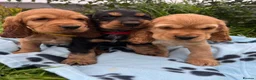 Cocker Spaniel dogs for sale: Stunning show type cocker spaniel puppies  - Advert 3
