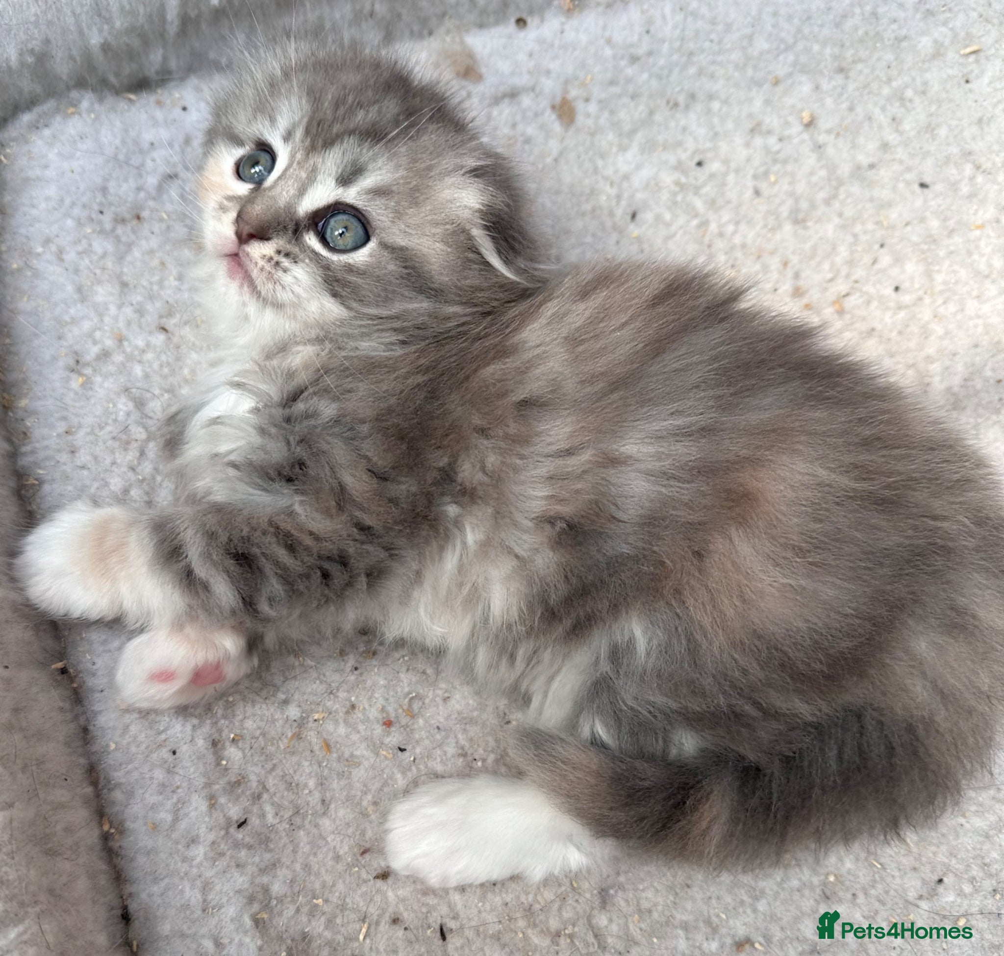 Scottish Fold cats Last Girl- Beautiful Scottish Fold X Ragdoll  - Advert 18