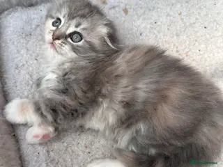 Scottish Fold cats Last Girl- Beautiful Scottish Fold X Ragdoll - Advert 18