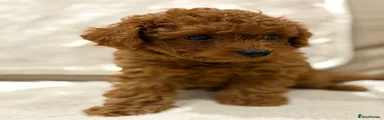 Cavapoo Puppy Blue Collar