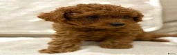Cavapoo dogs for sale: Cavapoo puppies (Extensively health tested) F1b  - Advert 32