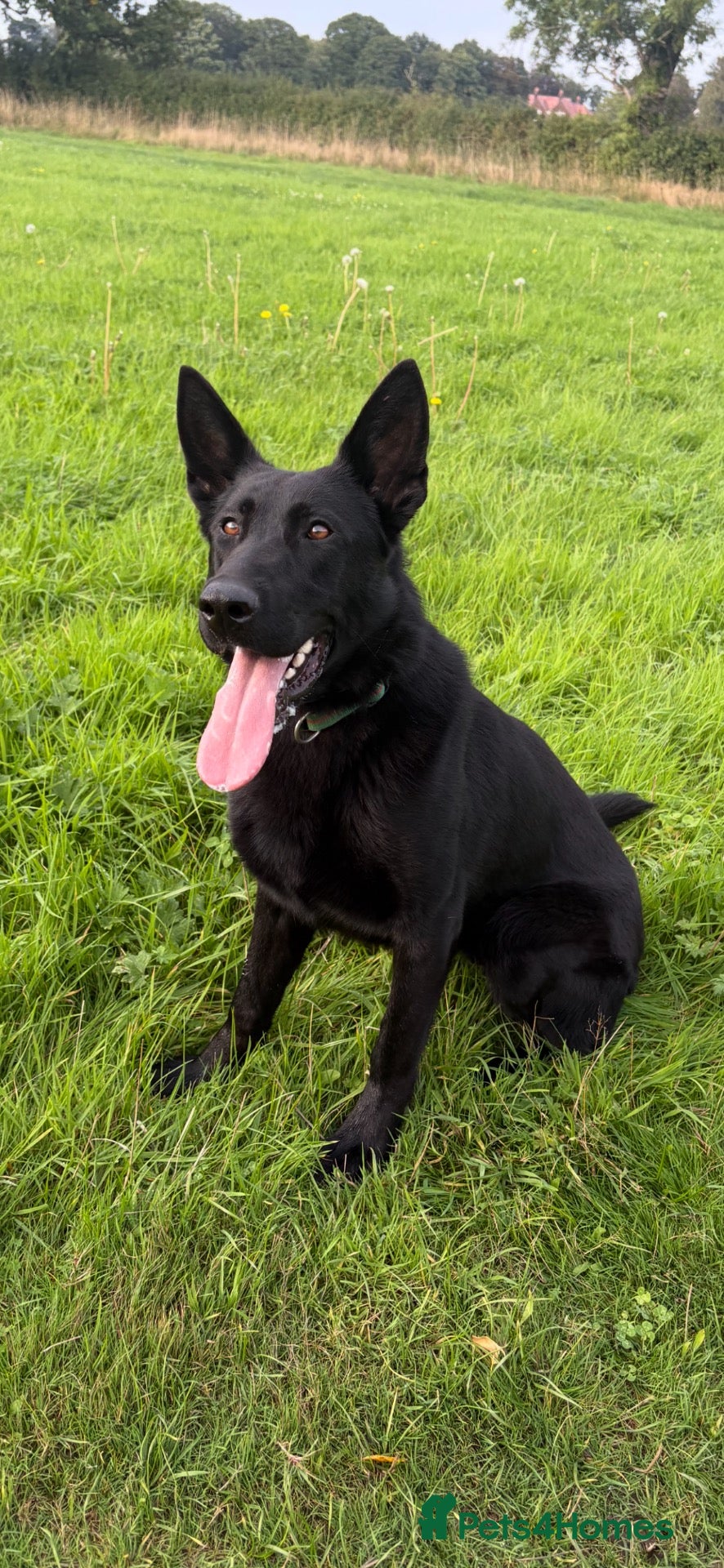 German Shepherd dogs Slovakian import female  - Advert 1