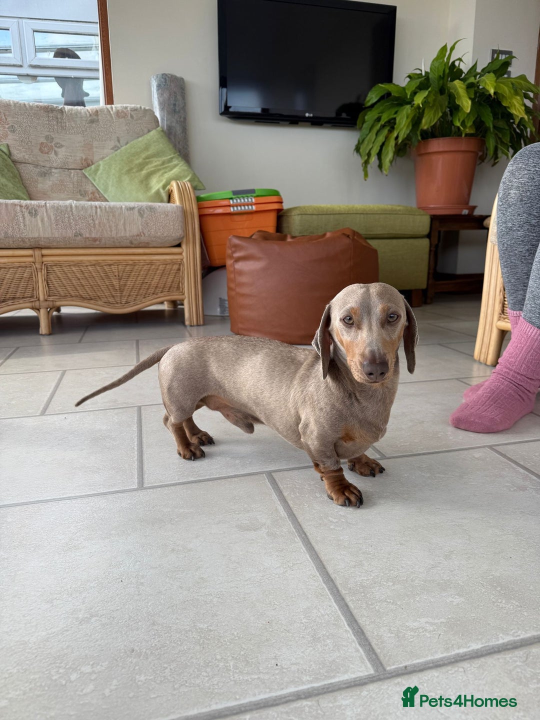 Dachshund dogs for sale: Miniature Daschund  - Image 10