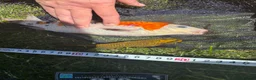 Koi Carp fish for sale: Pond closure in Dudley - Advert 10