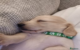 Miniature Dachshund dogs for sale: Fantastic pure English cream longhair dachshund  - Image 6