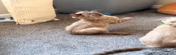 Bengal cats for sale: TICA registered Seal Solid Silver Mink Bengals - Advert 18