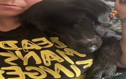 Mixed Breed dogs for sale: Pointer x Chow chow - Advert 3