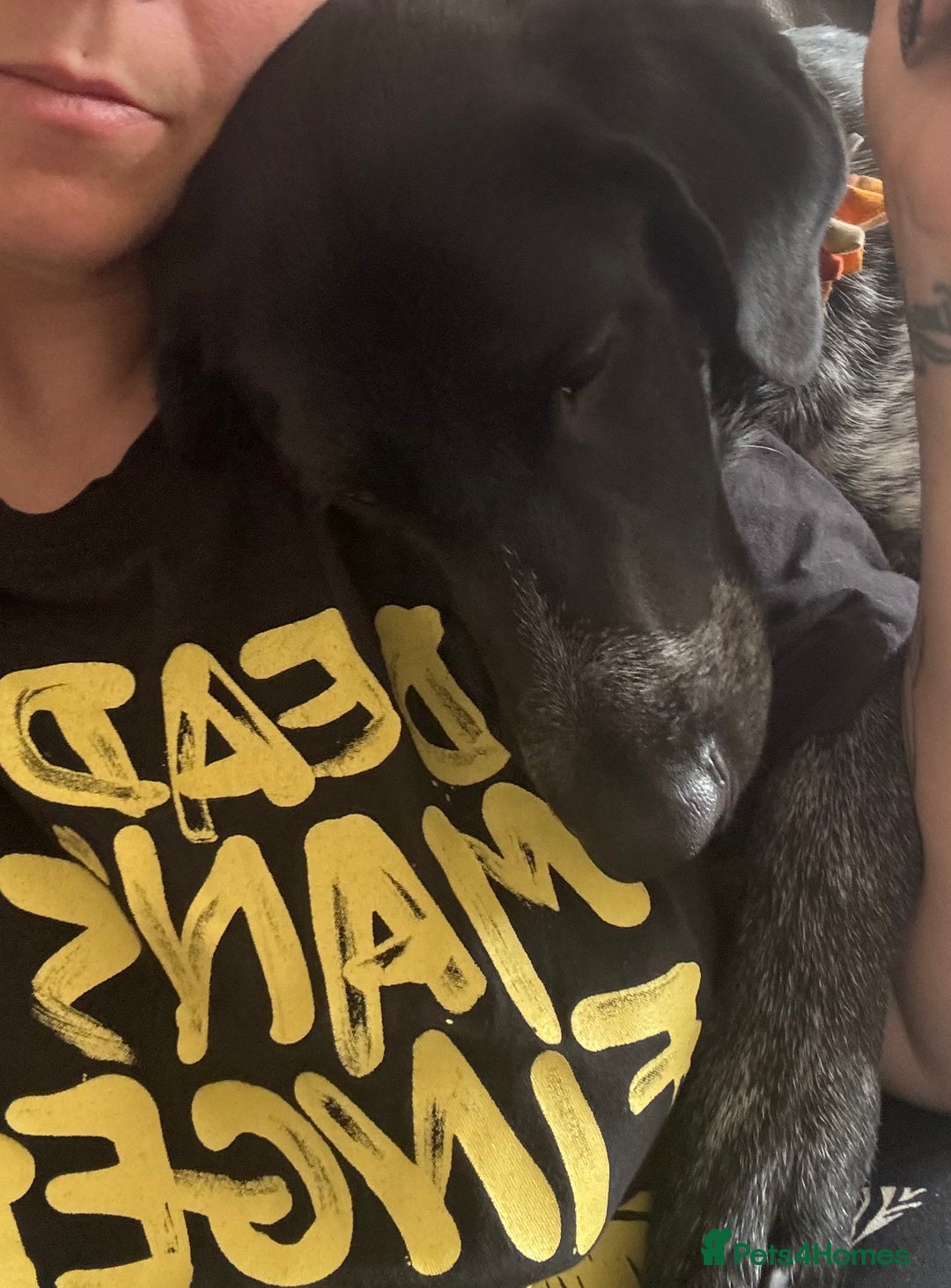 Mixed Breed dogs for sale: Pointer x Chow chow - Advert 3