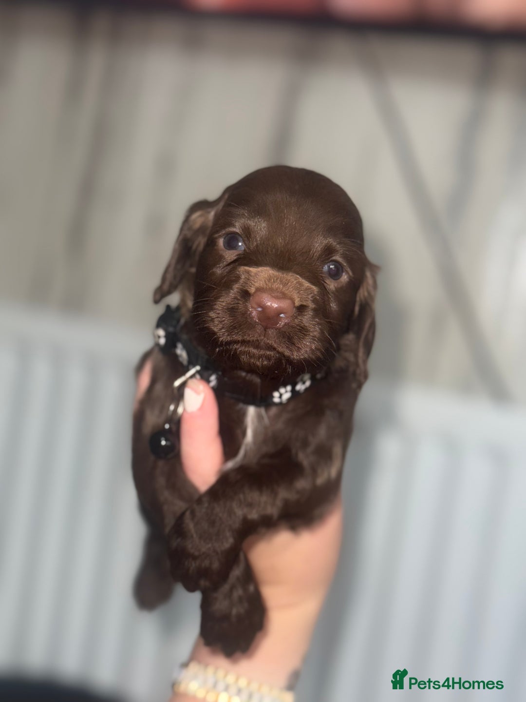 Cocker Spaniel dogs for sale: Cocker spaniel puppies  in Peterlee - Image 17