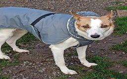 Mixed Breed dogs for adoption: 💖🐶 ALAYA 🐶💖 - Image 5