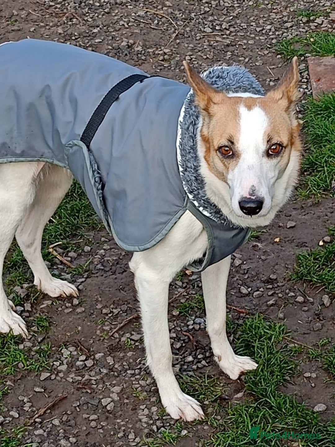 Mixed Breed dogs for adoption: 💖🐶 ALAYA 🐶💖 - Image 5