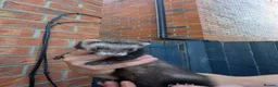 Ferret rodents for sale: Jill’s  in Wakefield - Advert 3