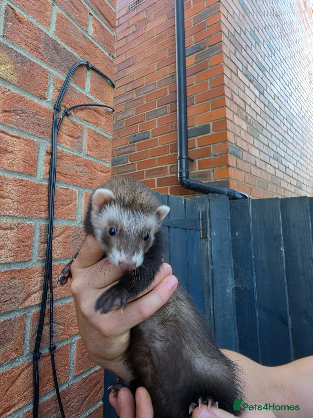 Ferret rodents for sale: Jill’s  in Wakefield - Advert 3