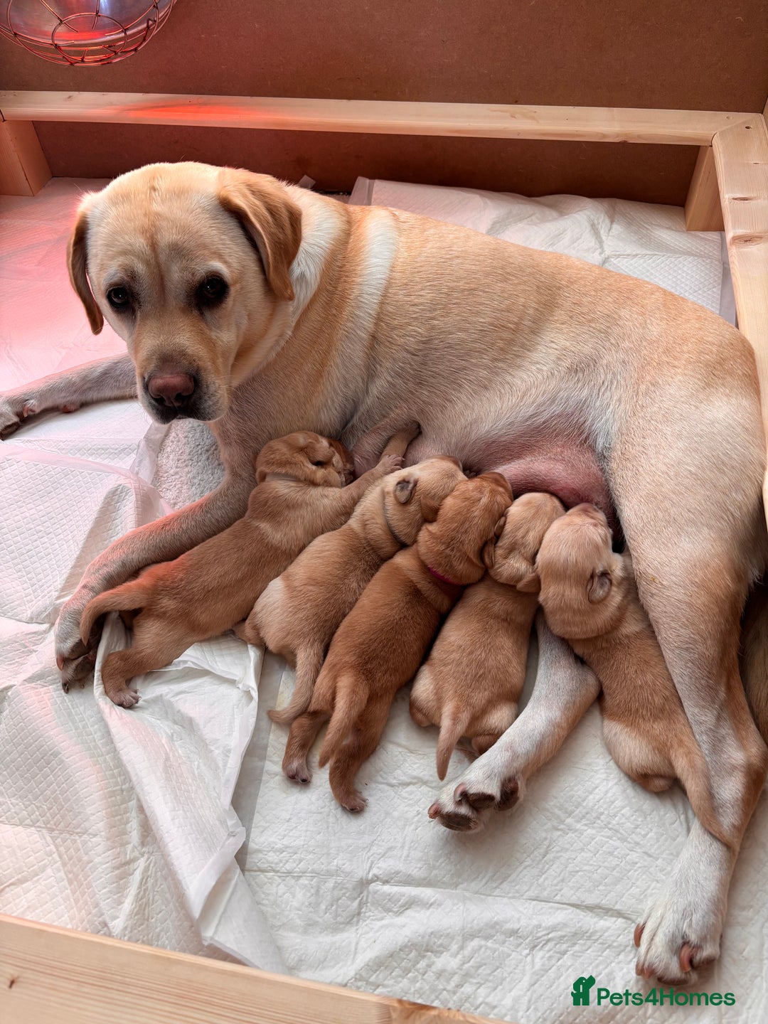 Labrador Retriever dogs for sale: Extensively health tested Labrador puppies - Image 1