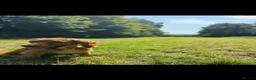 Cocker Spaniel dogs for stud: Golden show cocker spaniel for stud  - Advert 13