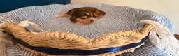 Cocker Spaniel dogs for sale: Outstanding KC registered Cocker Spaniel Puppies  - Advert 1