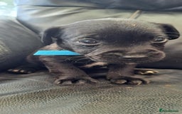 Patterdale Terrier dogs for sale: Stunning Patterdale pups  - Image 7