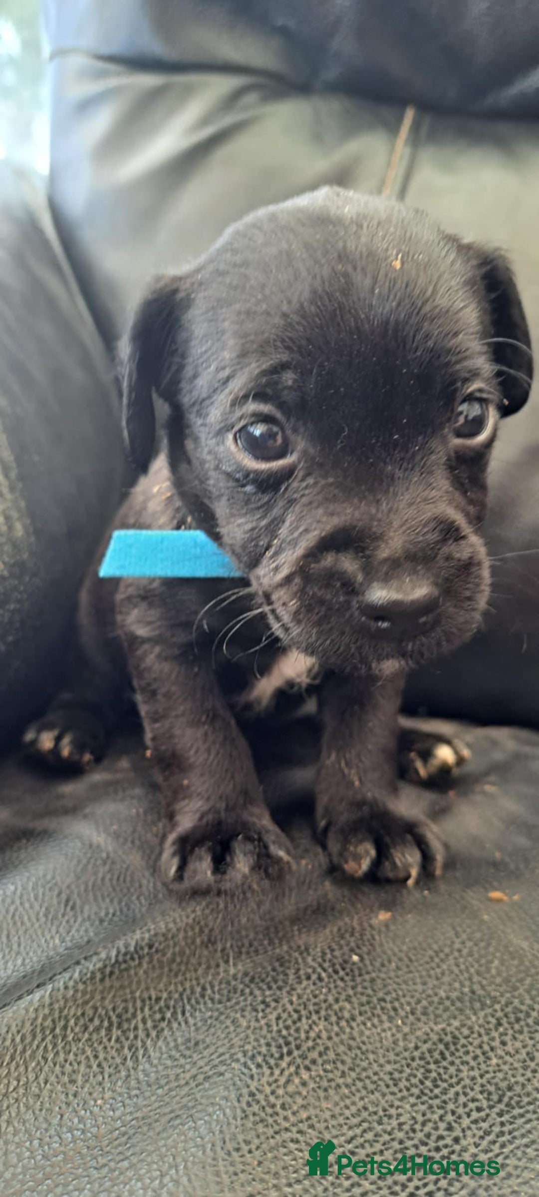 Patterdale Terrier dogs for sale: Stunning Patterdale pups  - Image 7
