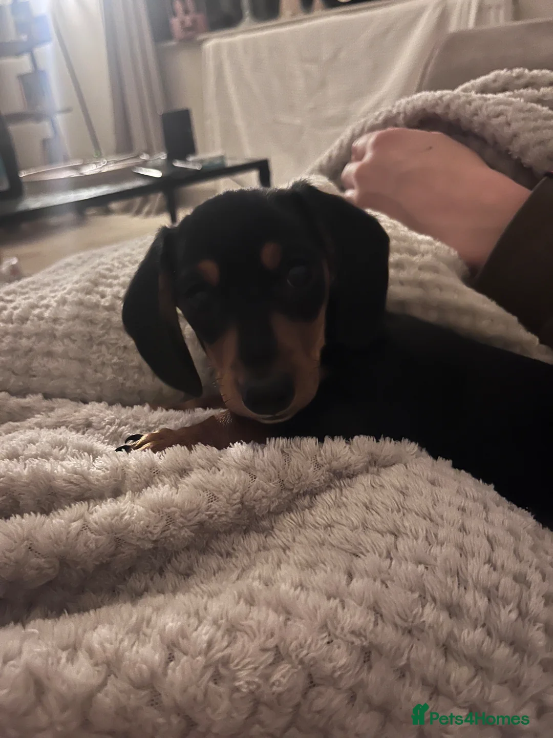 Miniature Dachshund dogs for sale: KC registered miniature smooth hair dachshund  in Carnforth - Advert 1