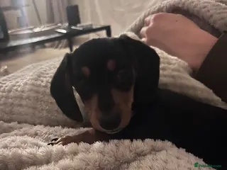 Miniature Dachshund dogs KC registered miniature smooth hair dachshund - Advert 10