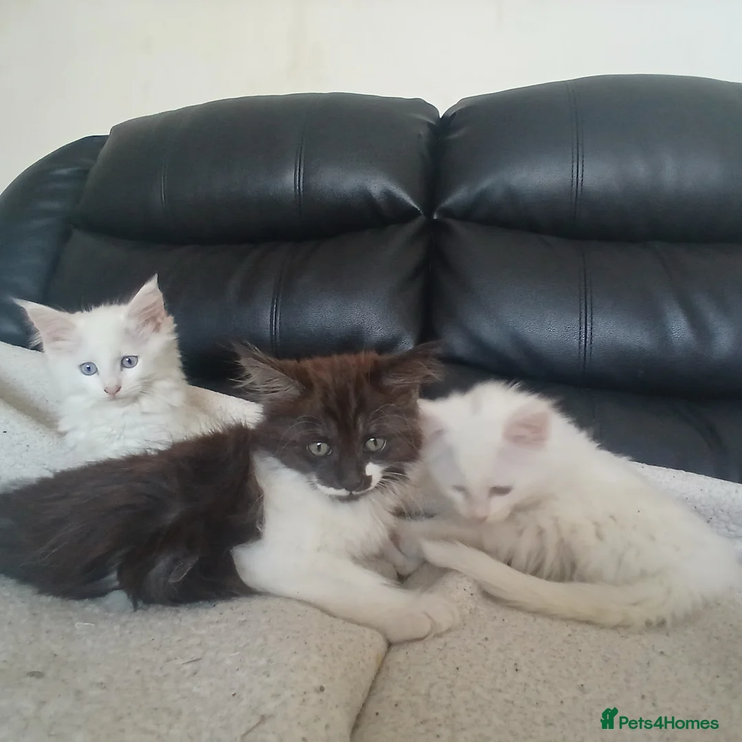 Mixed Breed cats for sale: Adorable playful kittens ready for loving homes - Advert 6