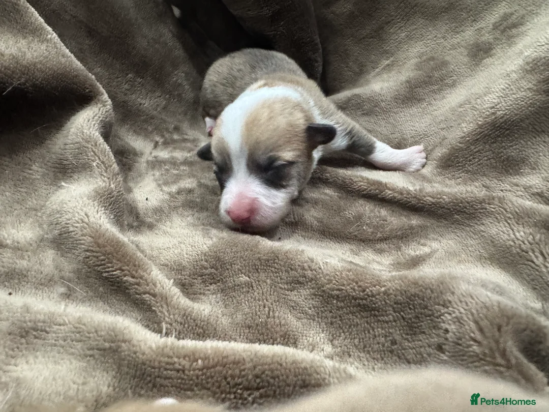 Welsh Corgi Pembroke dogs for sale: 2 girls/1 boy available! Kc Pembroke corgi puppies - Advert 13