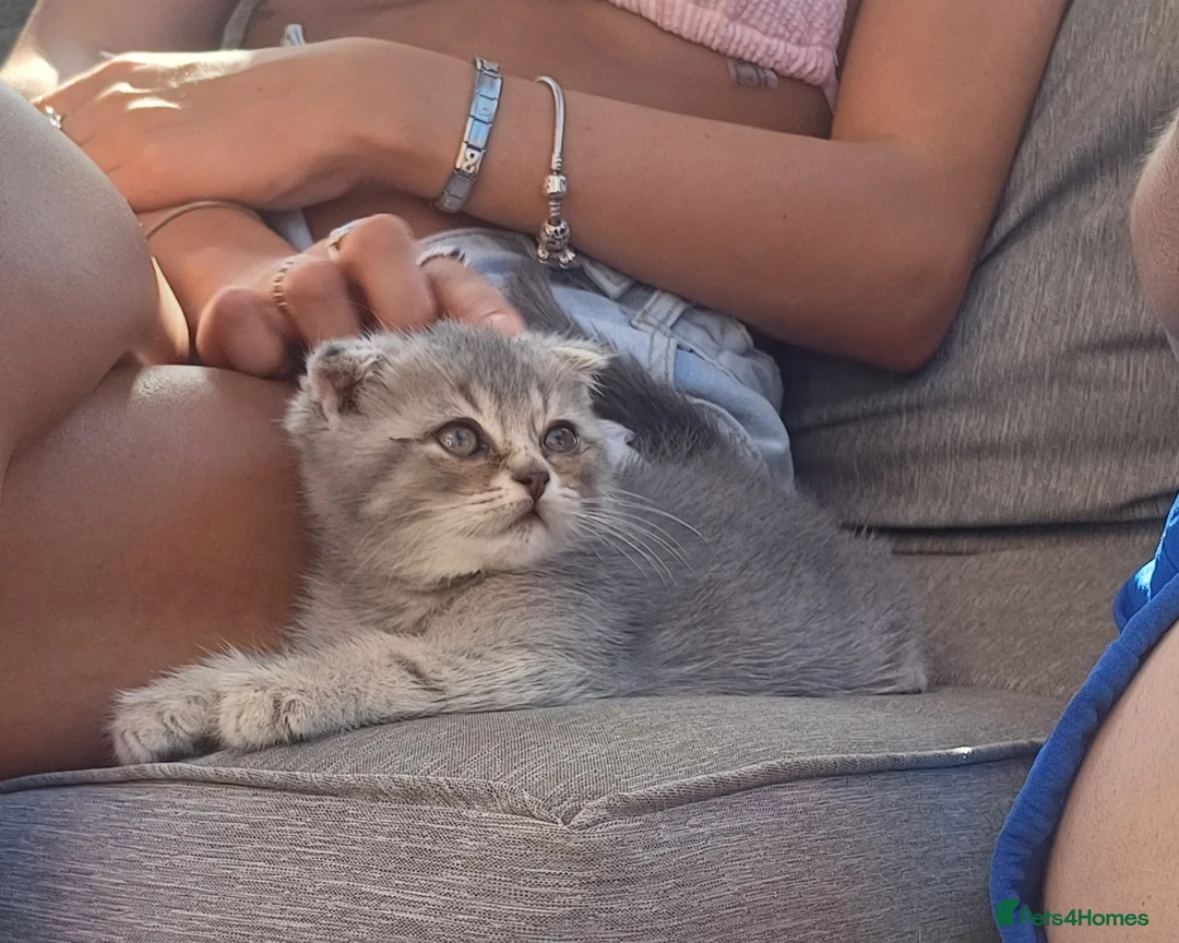British Shorthair cats for sale: Ready now! TICA Scottish Straight/ Fold kittens  - Advert 2