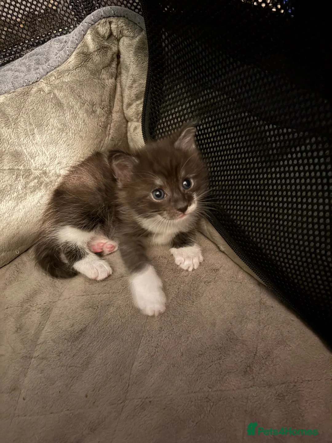 Maine Coon cats for sale: Maine Coon X - Advert 2