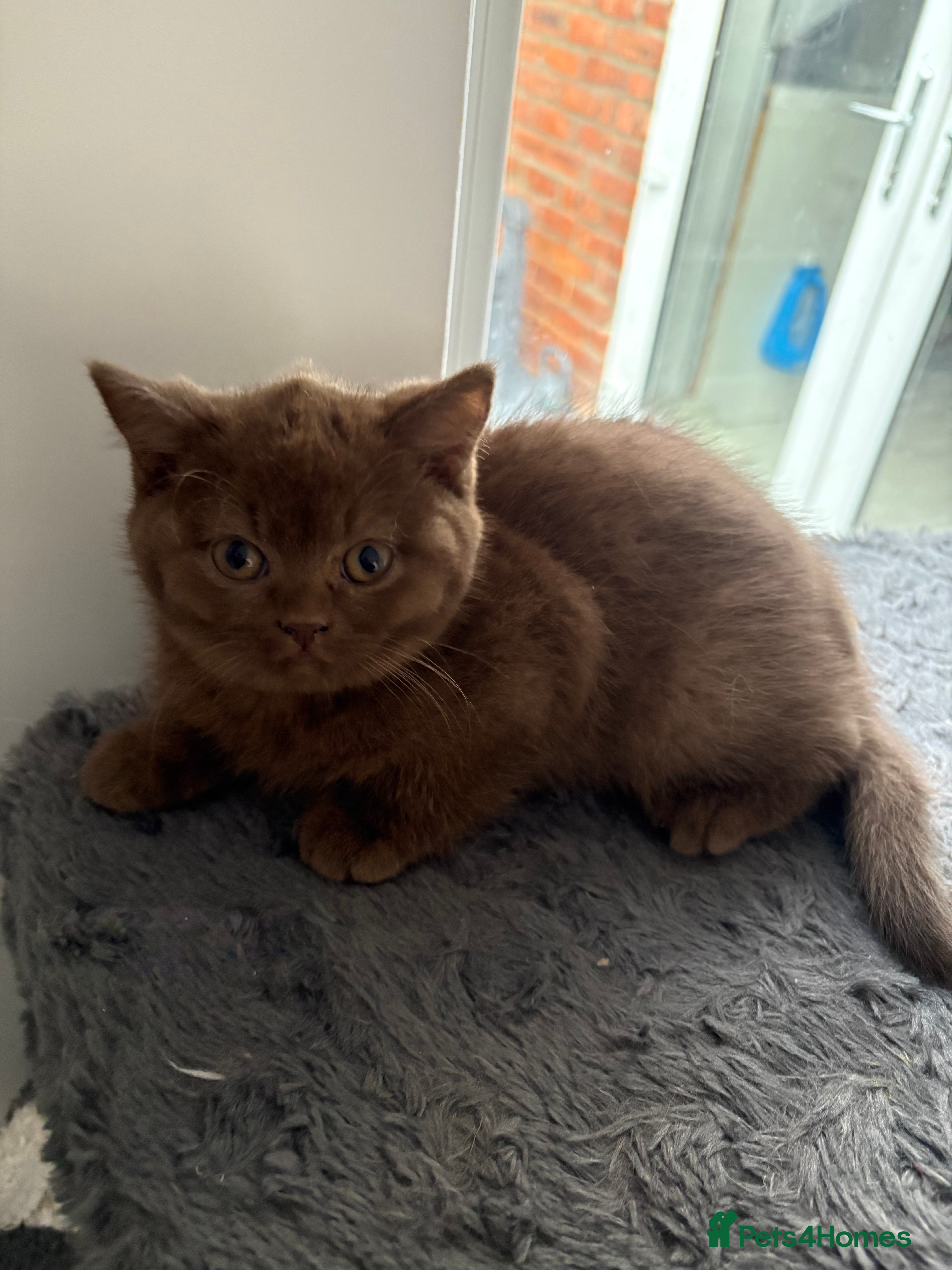British Shorthair cats CHOCOLATE ANDBLUE GIRL GCCF British shorthair  - Advert 2