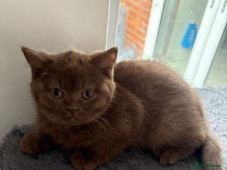 British Shorthair cats CHOCOLATE ANDBLUE GIRL GCCF British shorthair - Advert 5