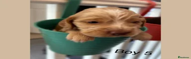 Cocker Spaniel 5