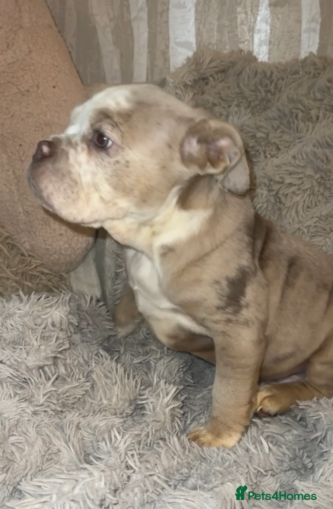 Olde English Bulldogge dogs for sale: Beautiful Merle boy OEB  - Advert 4