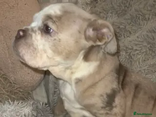 Olde English Bulldogge dogs Beautiful Merle boy OEB - Advert 9