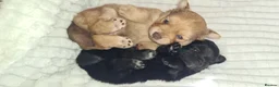 Pomchi dogs for sale: POMCHI GIRLS in Harlow - Advert 3