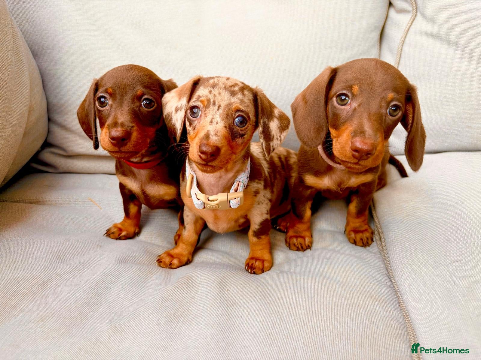Miniature Dachshund dogs 3 smooth-haired miniature dachshunds - Advert 3