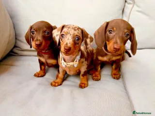 Miniature Dachshund dogs 3 smooth-haired miniature dachshunds - Advert 3