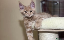 Maine Coon cats for sale: Last Ginger Boy Pure Mainecoon! - Image 26