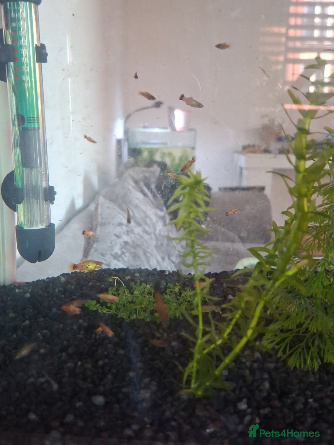 Platies fish £1.50 each - Advert 1