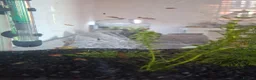 Platies fish for sale: £1.50 each - Advert 1