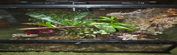 Frog reptiles for sale: Bioactive Dart Frog Vivarium 45cmPlanted/Automated - Advert 2