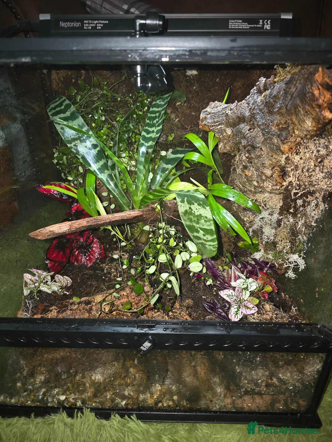 Frog reptiles for sale: Bioactive Dart Frog Vivarium 45cmPlanted/Automated - Advert 2